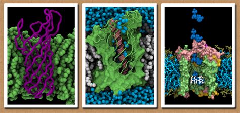 bacterial outer membrane proteins. Snapshots from...