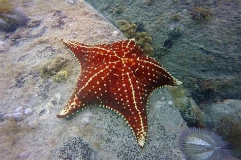 Angra Dos Reis Snorkel Ikigai Experience