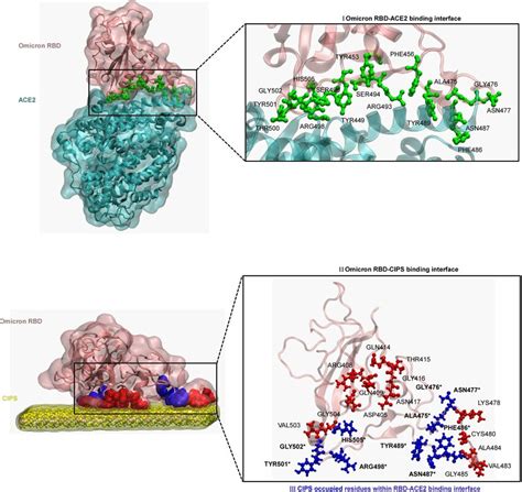 Omicron RBD ACE2 Binding And Omicron RBD CIPS Binding By MD