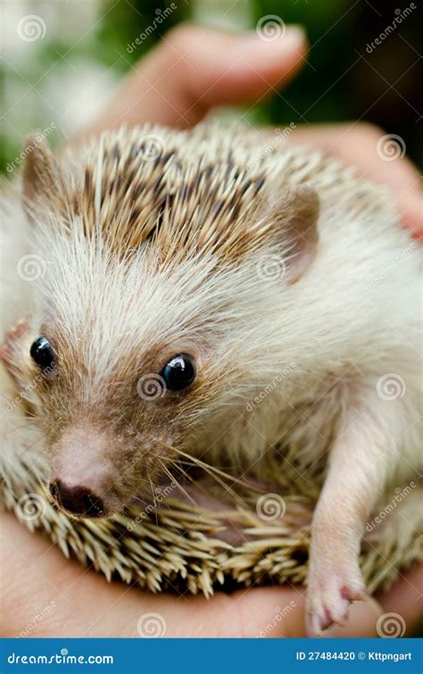 Hedgehog Africano Do Pigmeu Foto De Stock Imagem De Nocturnal Afiado