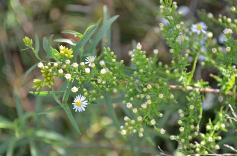 Small White Aster - Watching for WildflowersWatching for Wildflowers