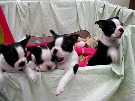 Akc Boston Terrier Puppies For Sale | PETSIDI