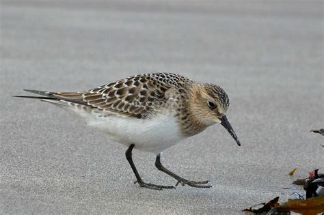 Pembrokeshire Birds Bairds Sandpiper Still At West Angle Beach At 1330