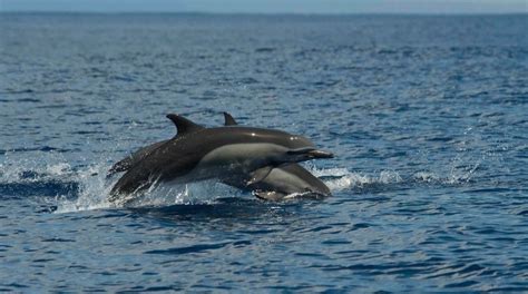 Dolphins And Whales Watching Tour