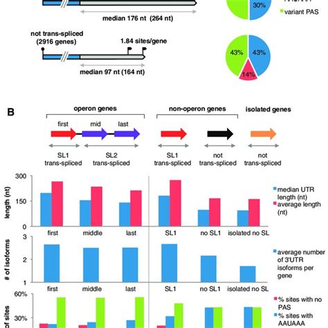 Conserved Sequence Elements In 3UTRs A Histogram Distributions Of