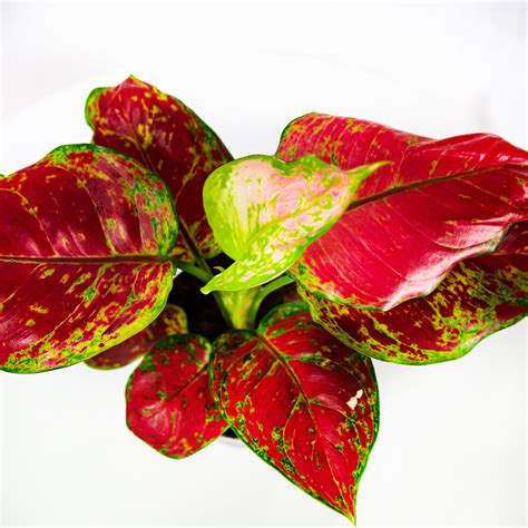 Аглаонема Фламинго Aglaonema Flamingo 30/12 — комнатное растение купить ...