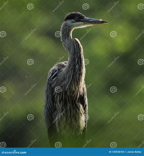 GREAT BLUE HERON CLOSE UP stock image. Image of nature - 130558105