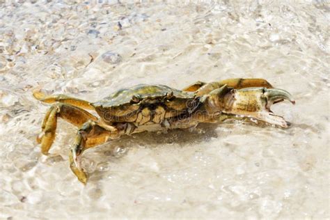 Beautiful Crab Crawl On The Coast Of The Black Sea Stock Photo Image