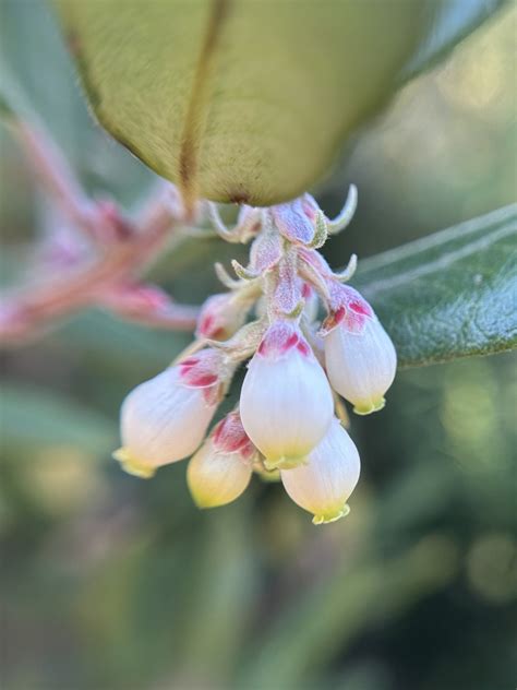 方舟子 on Twitter 今日所见野花使命熊果 mission manzanita 心叶科克花 heart leaf