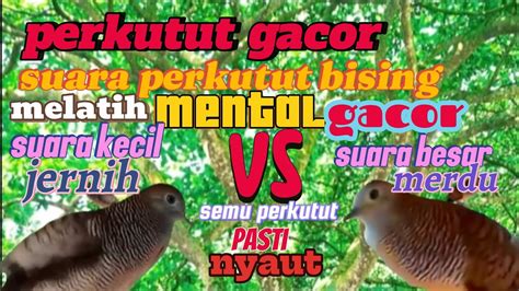 Perkutut Gacor Melatih Mental Gacor Semua Perkutut Pasti Langsung Nyaut