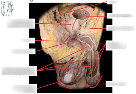 Diagram Of Male Midsagittal Section Quizlet