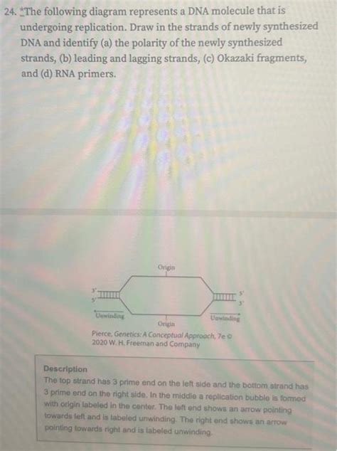 Solved 24. *The following diagram represents a DNA molecule | Chegg.com 