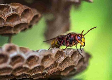 Diferencia Entre Abeja Y Avispa Características Hábitat Picadura