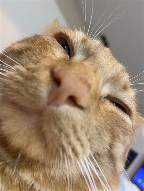 Just A Cat Taking A Selfie 😂 Selfie Catselfie Funnycat Funny Cat