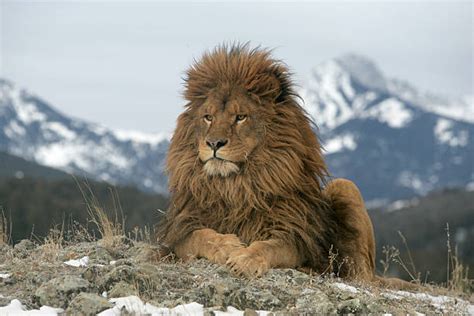 80 Lion De Latlas Photos Taleaux Et Images Libre De Droits Istock