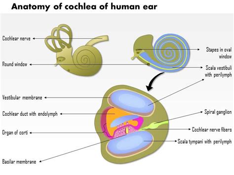 0914 Anatomy Of Cochlea Of Human Ear Medical Images For Powerpoint