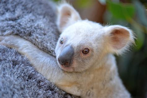 Rare baby white koala looks for a name on Facebook | Mashable