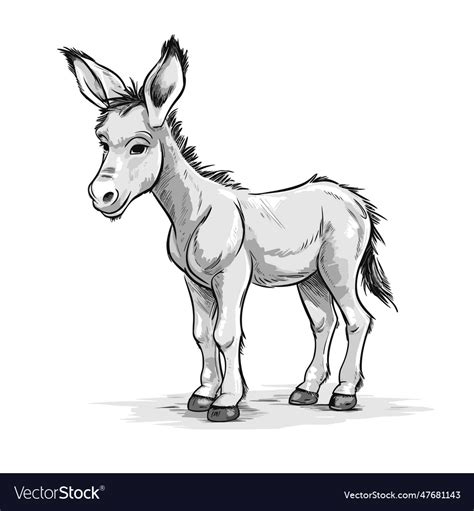 Donkey Foal Hand Drawn Doodle Style Royalty Free Vector