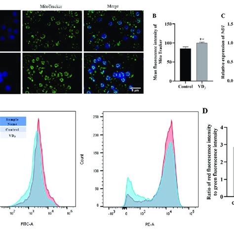 Mitochondria Status In The Oh D Treated Gcs A The