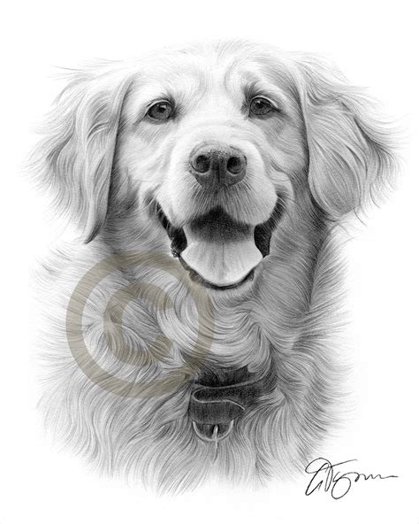 Golden Retriever Pencil Drawing at PaintingValley.com | Explore ...