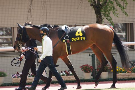 4月9阪神競馬場パドック写真【9レース・忘れな草賞・グランベルナデット＆ジェモロジー】 鼬の一口馬主復帰と拉麺なブログ