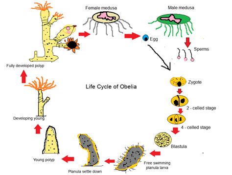 Draw And Label The Life Cycle Of Obelia Quizlet