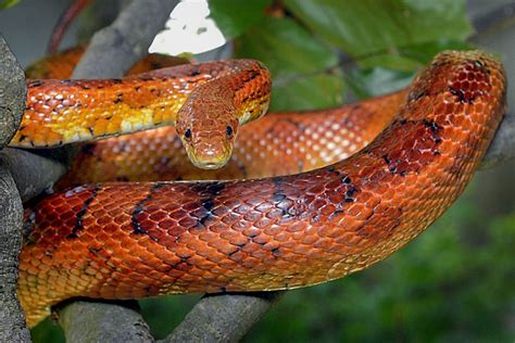 A Complete Guide To Caring For Pet Corn Snakes MyPetCareJoy