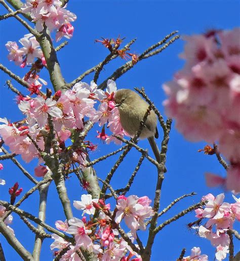 Bushtit South Coast Botanic Garden Pekabo Flickr