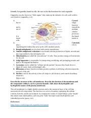 A P Discussion Docx Identify Organelles Found In Cells Be Sure