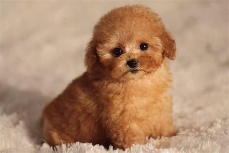 Raza Caniche O Poodle Tacita De Té Curiosidades ️ En 2020 Caniche