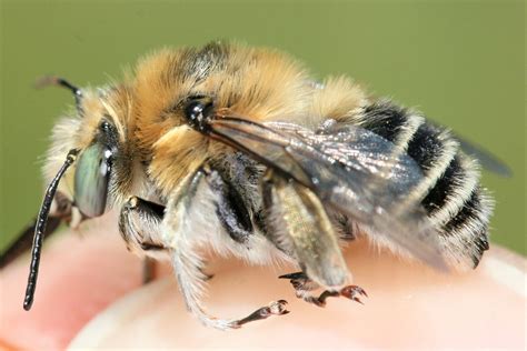 Anthophora Femorata Male Habitus On First Sight The Blue G Flickr