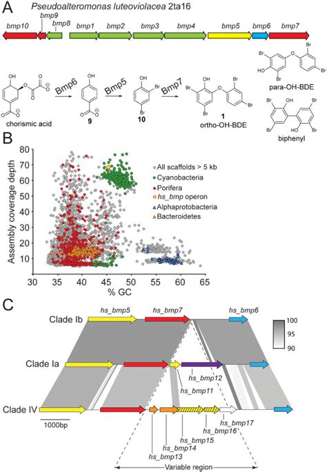 Discovery of hs_bmp gene clusters (A) Previously identified bmp gene... | Download Scientific ...