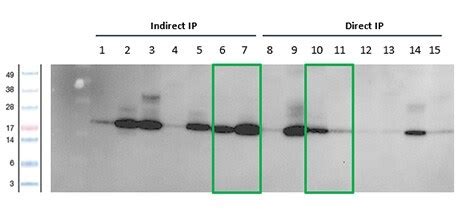 Dynagreen Protein A And Protein A G Magnetic Beads Thermo Fisher