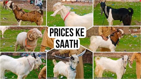 Ab Bakro Ke Prices Ke Saath A F Ali Goat Farm Bhopal Ke Top Quality