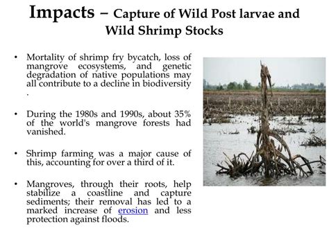 Ppt Effects Of Shrimp Farming On Mangroves Powerpoint Presentation