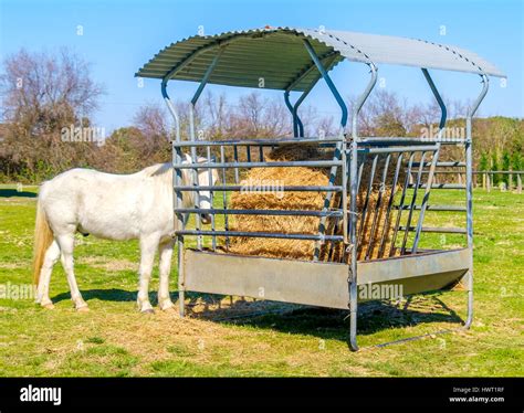 Forage Horse Stock Photo Alamy