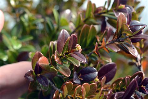 Myrcia Citrifolia Myrtaceae Image At Phytoimages Siu Edu