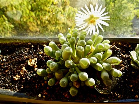 Unveiling The Baby Toes Succulent