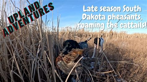 Late Season South Dakota Pheasants Roaming The Cattails Youtube