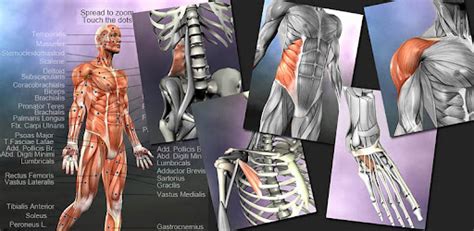 Learn Muscles: Anatomy - Apps on Google Play