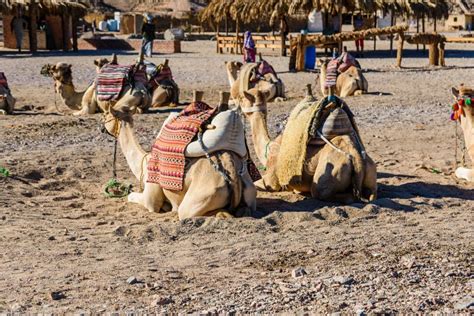 Camels in arabian desert stock image. Image of king, animals - 200701