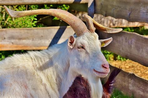 Free Image On Pixabay Billy Goat Goat Buck Goat Horned Goats