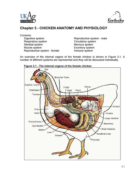 Chicken Anatomy And Physiology Chapter Chicken Anatomy And