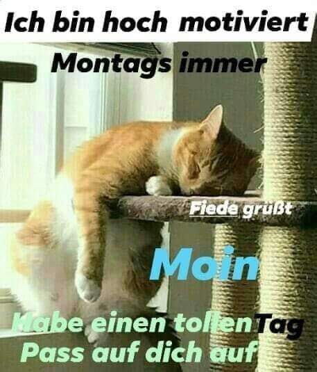 Pin von Ronja Ronja auf Montags Sprüche Guten morgen montag