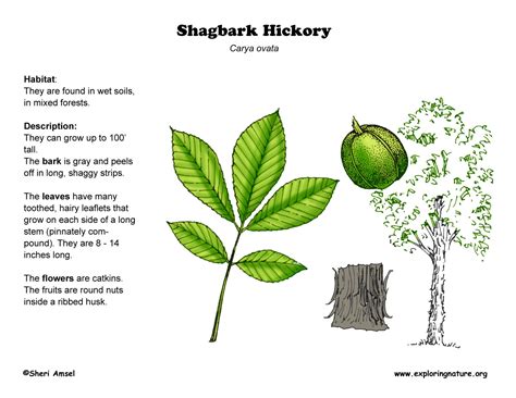 Hickory Tree Nut Identification Chart