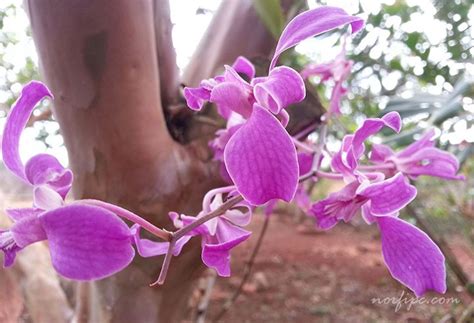 Topo 94 imagem tipos de orquídea cattleya br thptnganamst edu vn