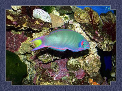 Tropical Fish Wallpapers - WallpaperSafari