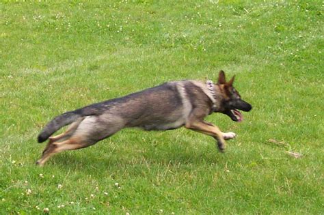 Erste Hilfe beim Hund COELIA für Tiere