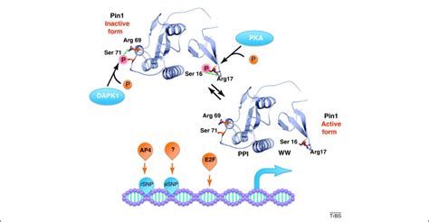 Prolyl Isomerase Pin As A Molecular Switch To Determine The Fate Of