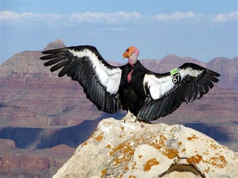 Condor in Grand Canyon | National parks america, Grand canyon, National ...